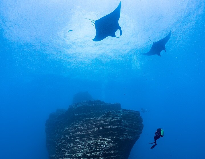 Blancpain et PADI unissent leurs forces pour contribuer à protéger 30% des océans d&#039;ici 2030